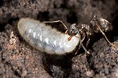 Ant moving a larva in danger - France 