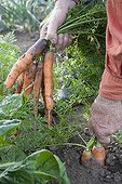 Harvest of carrots in a kitchen garden