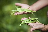 Harvest and comparison between green beans varieties
