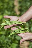 Harvest and comparison between green beans varieties