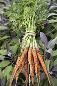 Harvest of young carrots in a kitchen garden