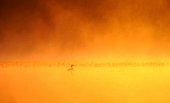 Great Crested Grebe on water at sunrise - France
