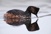 Black-necked Grebe on water and its reflection - France