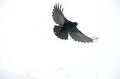 Alpine Chough in flight in the snow - France 