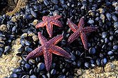 Common Starfishes and Mussels - Brittany France