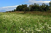 German Chamomile meadow flowers - Alsace France