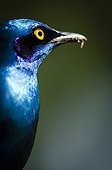 Portrait of Greater blue-eared glossy starling - Kruger RSA