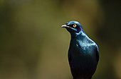 Portrait of Greater blue-eared glossy starling - Kruger RSA