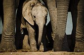 Eléphanteau au point d'eau - Addo Elephant Afrique du Sud