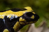 Portrait of Speckled Salamander - Poitou France  ; Parotide gland and venom