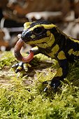 Speckled Salamander eating a Night Crawler - Poitou France 