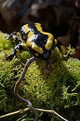 Speckled Salamander eating a Night Crawler - Poitou France 