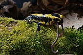 Speckled Salamander eating a Night Crawler - Poitou France 