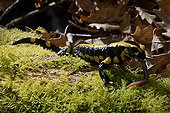 Speckled Salamander eating a Night Crawler - Poitou France 