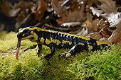 Speckled Salamander eating a Night Crawler - Poitou France 
