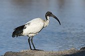 African sacred ibis on bank - Okavango Delta Botswana