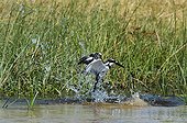 Pied Kingfisher fishing - Chobe Botswana 