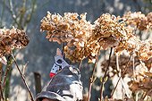 Pruning of hydrangea faded flowers in a garden