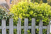 Japanese spindle in a garden