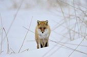 Red fox in the snow - Hokkaido Japan