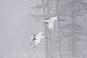 Red-crowned Cranein flight under the snow - Hokkaido Japan
