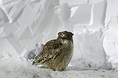 Blackiston's Fish owl on snow at night - Hokkaido Japan