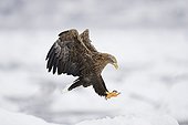 White-tailed Eagle landing on snow - Hokkaido Japan