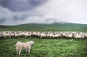 Pyrenean Mountain Dog and Rava Sheep in a sorting park 