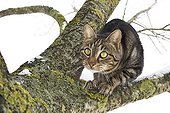 European cat on the lookout on a branch in winter - France