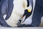 Male emperor penguin and newborn chick - Antarctica  ; It will remain warm on the feet of the adult that isolates the cold of the ice for a few weeks 