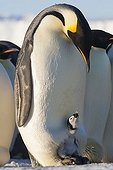 Male Emperor Penguin and chick on its feet - Antarctica 