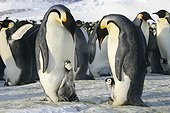Male Emperor Penguins and chicks on their feet - Antarctica 