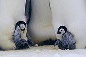 Emperor Penguins chicks on the legs of their parents 