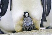 Emperor Penguins chick on the legs of its parents 