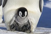 Emperor Penguins chick on the legs of its parents 