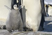 Emperor penguin chick next to its parent - Antarctica 