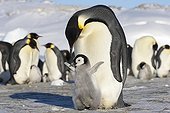 Emperor Penguin near her young - Antarctica