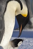 Emperor Penguin and chickon the ice - Antarctica 