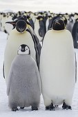 Emperor penguins and their young on ice - Antarctica 