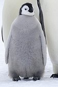 Young Emperor Penguin on ice - Antarctica ; Age: 4 months