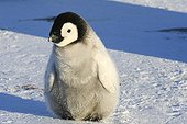 Young Emperor Penguin on ice - Antarctica