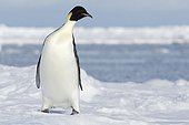 Emperor penguin on the ice - Ross Sea Antarctic 