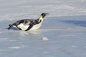 Emperor penguin on the ice - Ross Sea Antarctic 
