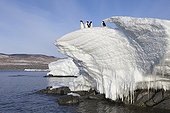 Adelie penguins on the shore - Ross Sea Antarctic