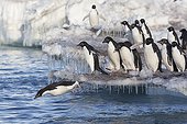 Adelie penguins jumping into the water - Ross Sea Antarctic