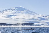 Minke Whales and Mount Erebus - Ross Sea Antarctic ; Mount Erebus: 3794 m
