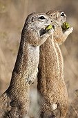 South African Ground Squirrels eating - Etosha Namibia 