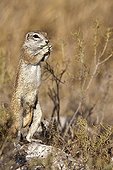 South African Ground Squirrel eating - Etosha Namibia 