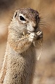 South African Ground Squirrel eating - Etosha Namibia 