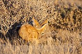 Black-backed jackal lying in the bushes - Etosha Namibia